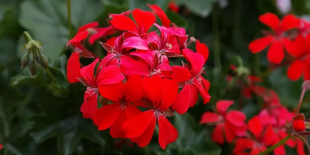 Уход за геранью осенью: 5 шагов для крепкого цветения зимой