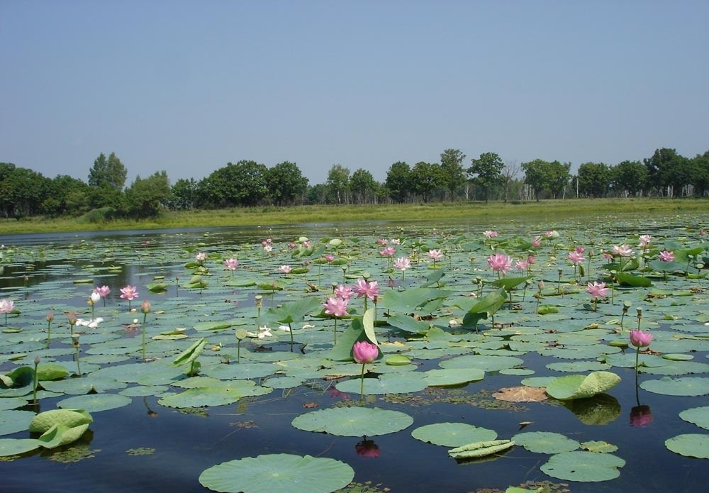 лотосовое озеро Утиное https://goru.travel/place/ozero-utinoe-evreyskaya-avtonomnaya-oblast