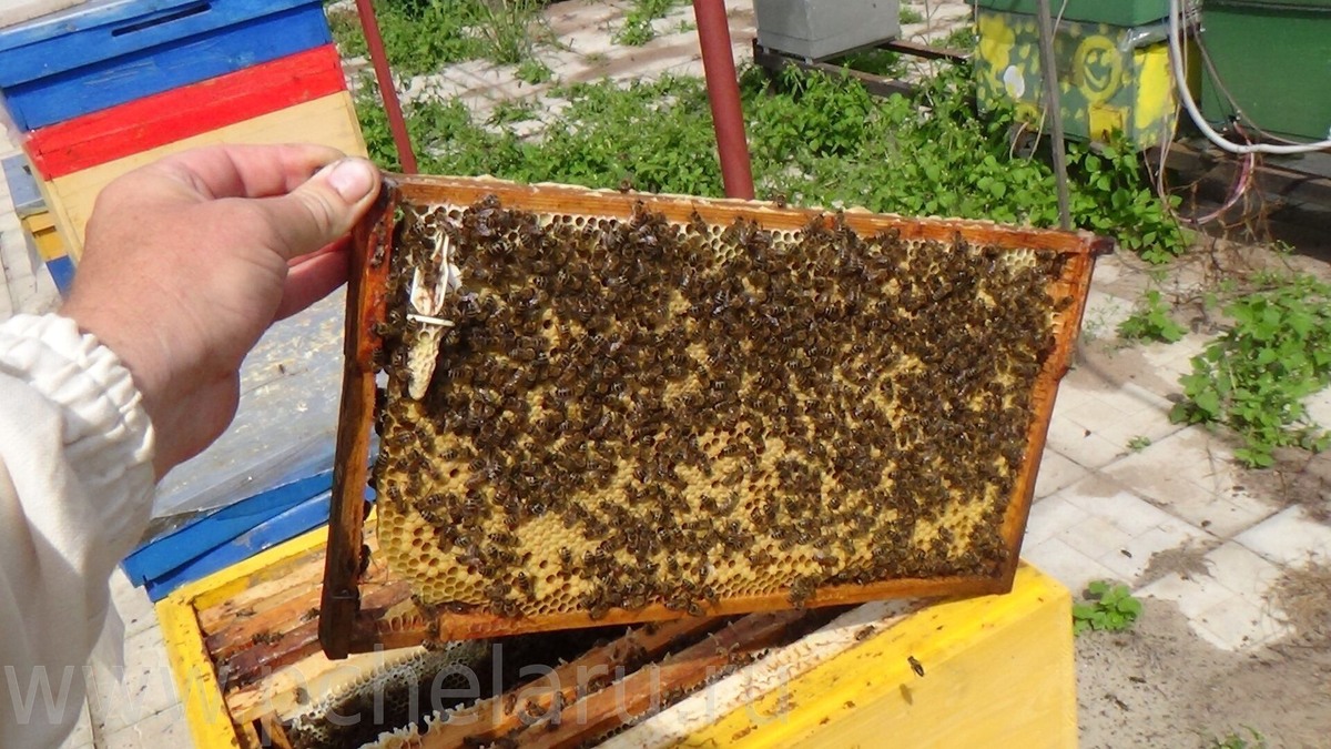 Апрель, тепло +15°C, пчёлы активно летают.
Решил сделать первый весенний осмотр. Открываю улей номер 3 — самый сильный прошлым летом.
И офигел.
Вместо 8 рамок с пчёлами вижу:
✅ 12 рамок с расплодом (!!!)
 ✅ Пчёл — улей распирает
 ✅ На крайних рамках уже оттянуты маточники
Семья готовится роиться. В АПРЕЛЕ.
Обычно рои выходят в мае-июне. Но эта семья решила иначе.
Что я сделал:
1️⃣ Срезал все маточники (было 7 штук)
 2️⃣ Расширил гнездо — поставил вторую магазинную надставку
 3️⃣ Вынес 2 рамки с расплодом — сделал отводок
 4️⃣ Дал рамки с вощиной — пусть строят
Почему так рано роились?
Разобрался позже:
✔️ Матка молодая и очень плодовитая (меняли прошлым летом)
 ✔️ Семья сильная (вышла с 10 рамок)
 ✔️ Весна ранняя — всё зацвело рано
 ✔️ Много места в гнезде не было — пчёлам тесно
Урок:
Не важно, какой сейчас месяц.
Если семья сильная + тепло + взяток = роение может начаться КОГДА УГОДНО.
Проверяйте регулярно. Особенно сильные семьи.
Иначе проморгаете — рой улетит, и половину мёда не получите.
🐝 У вас роились пчёлы в апреле? Делитесь опытом! 
