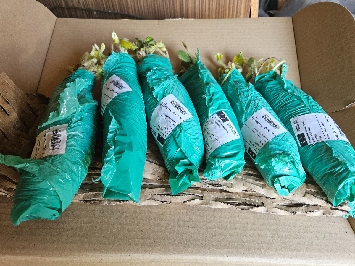 Рассада пришла