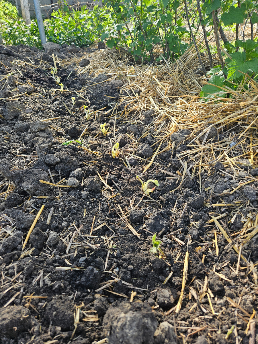 Клубника под смородиной