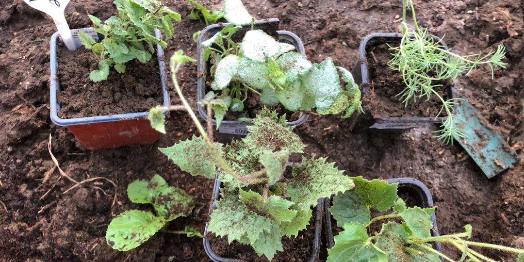 Лофос, лотус, ламиаструм и другие приобретения