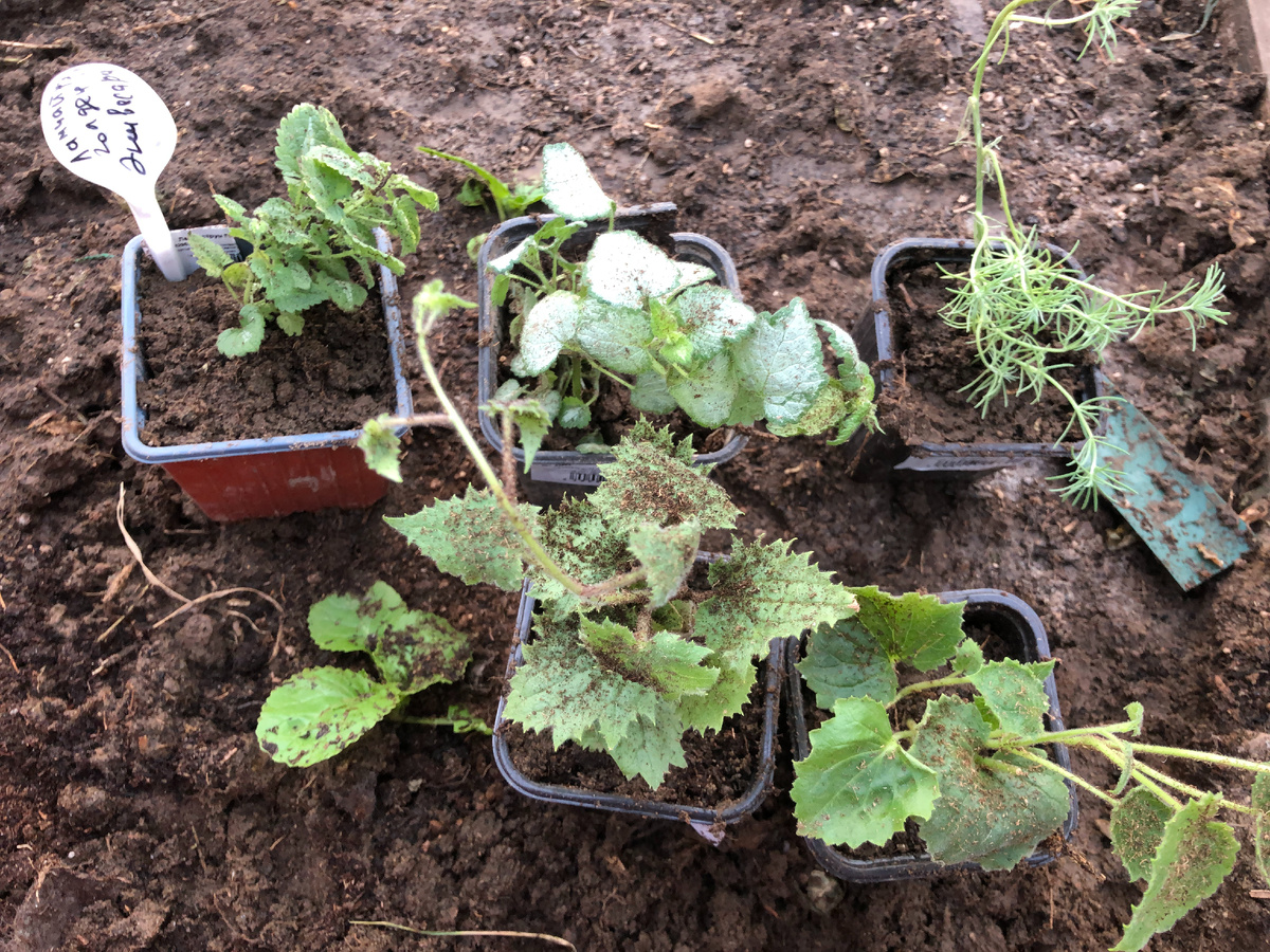 На фото слева направо ламиаструмы 2 шт, лотус, внизу лофосы, в грунте - капуста пекинская