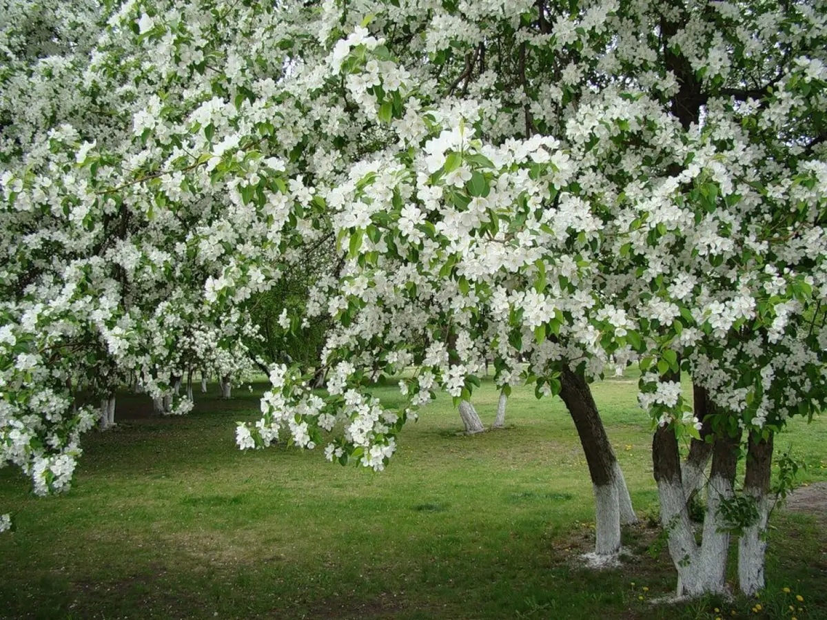 Я очень люблю когда цветут деревья.