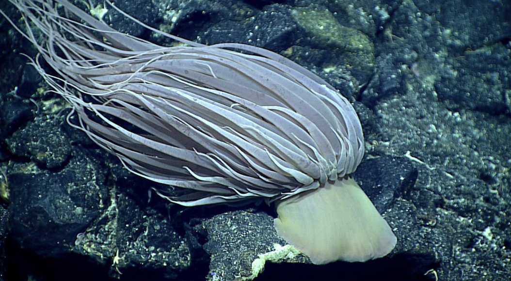 NOAA Ocean Exploration