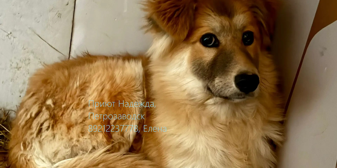 БОЛЬШЕ НЕЛЬЗЯ ЖДАТЬ, ЛЁВКЕ ПЛОХО 🚨