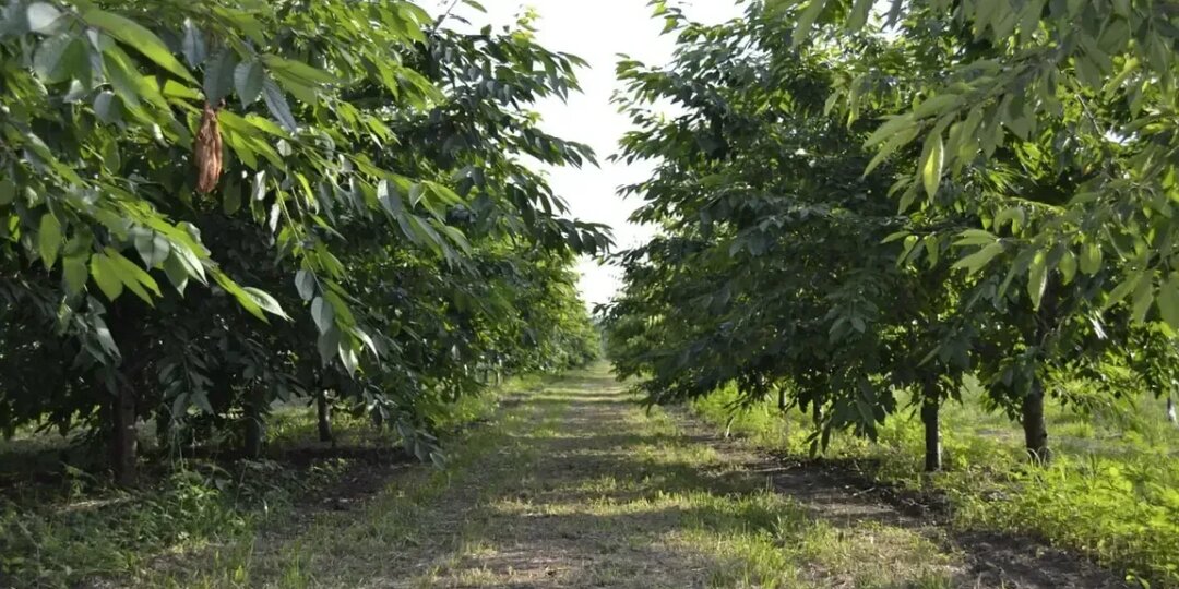 В Уфе высадили новые аллеи в рамках акции «Зеленая Башкирия»