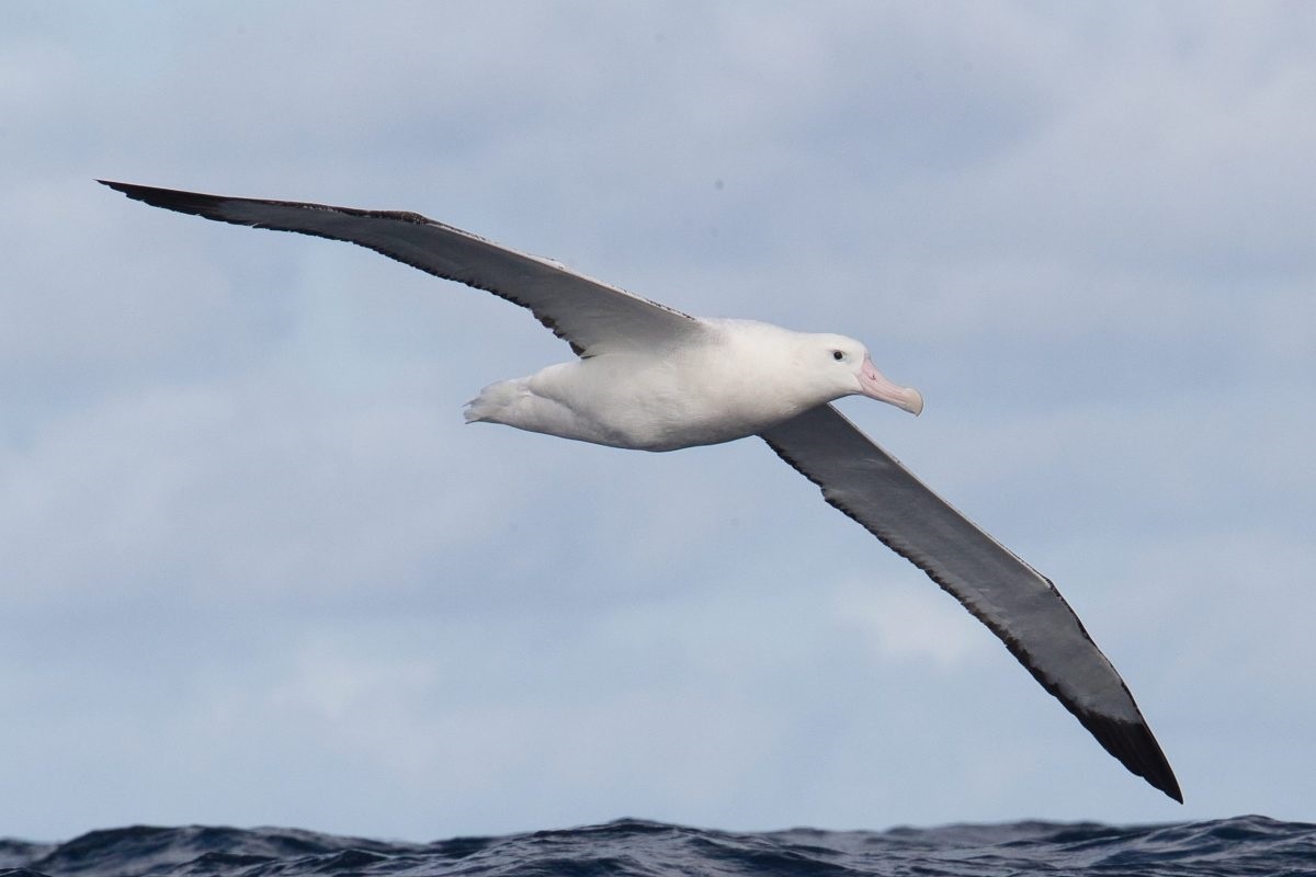 Фото с сайта: https://chrishillphotoblog.com/tricky-albatross-species/