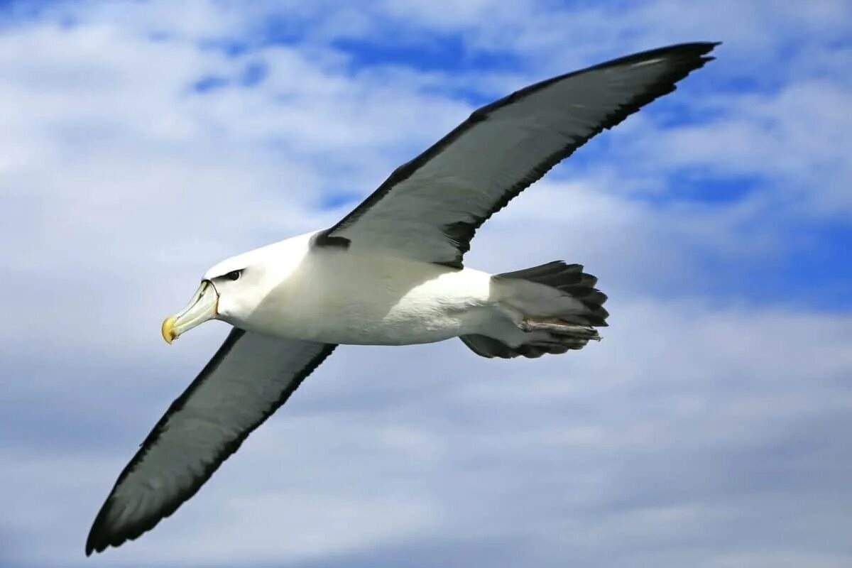 Черноспинный Альбатрос, фото с сайта: https://www.animalsaroundtheglobe.com/meet-the-largest-flying-bird-in-the-world-the-wandering-albatross-11-87225/