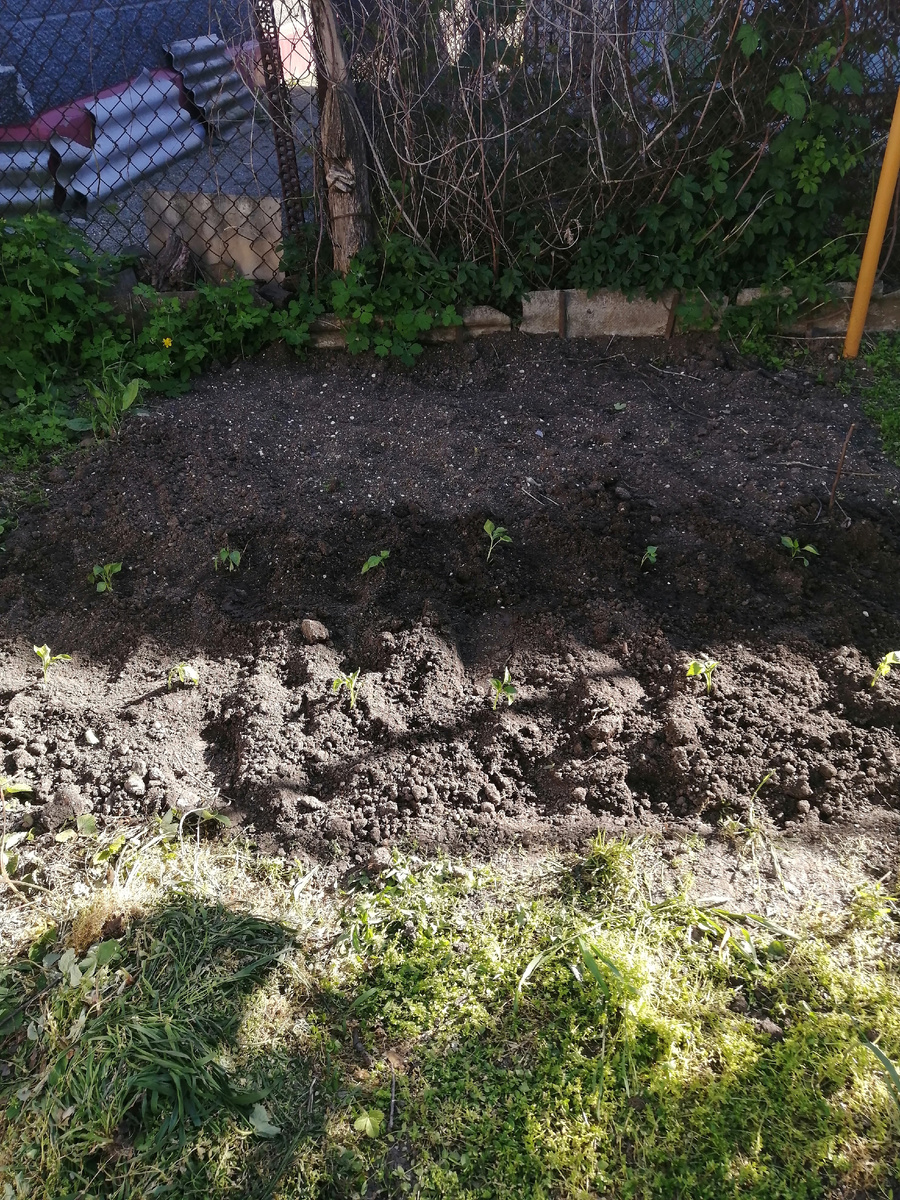 Перцы посадила.