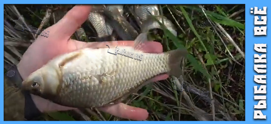 Карась в мае клюёт только на эту наживку? Карась весной в мае сходит с ума от этой наживки и ловить нужно только на неё