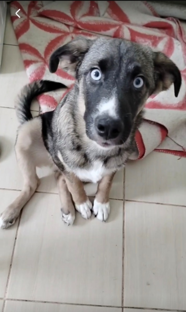 Антошка из Лисичанска