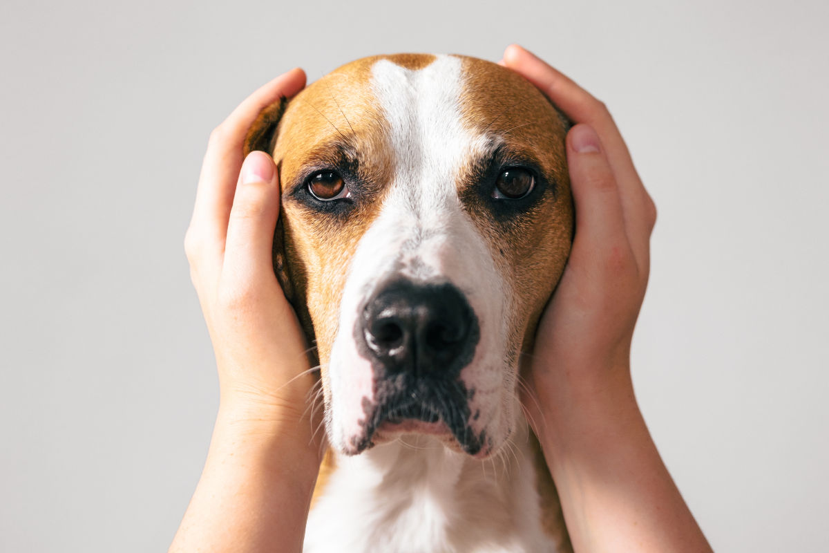 Как общаться с глухой собакой