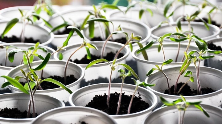 Одни стаканчики уже просят питания, другие еще восстанавливаются — и кормить их одновременно нельзя.