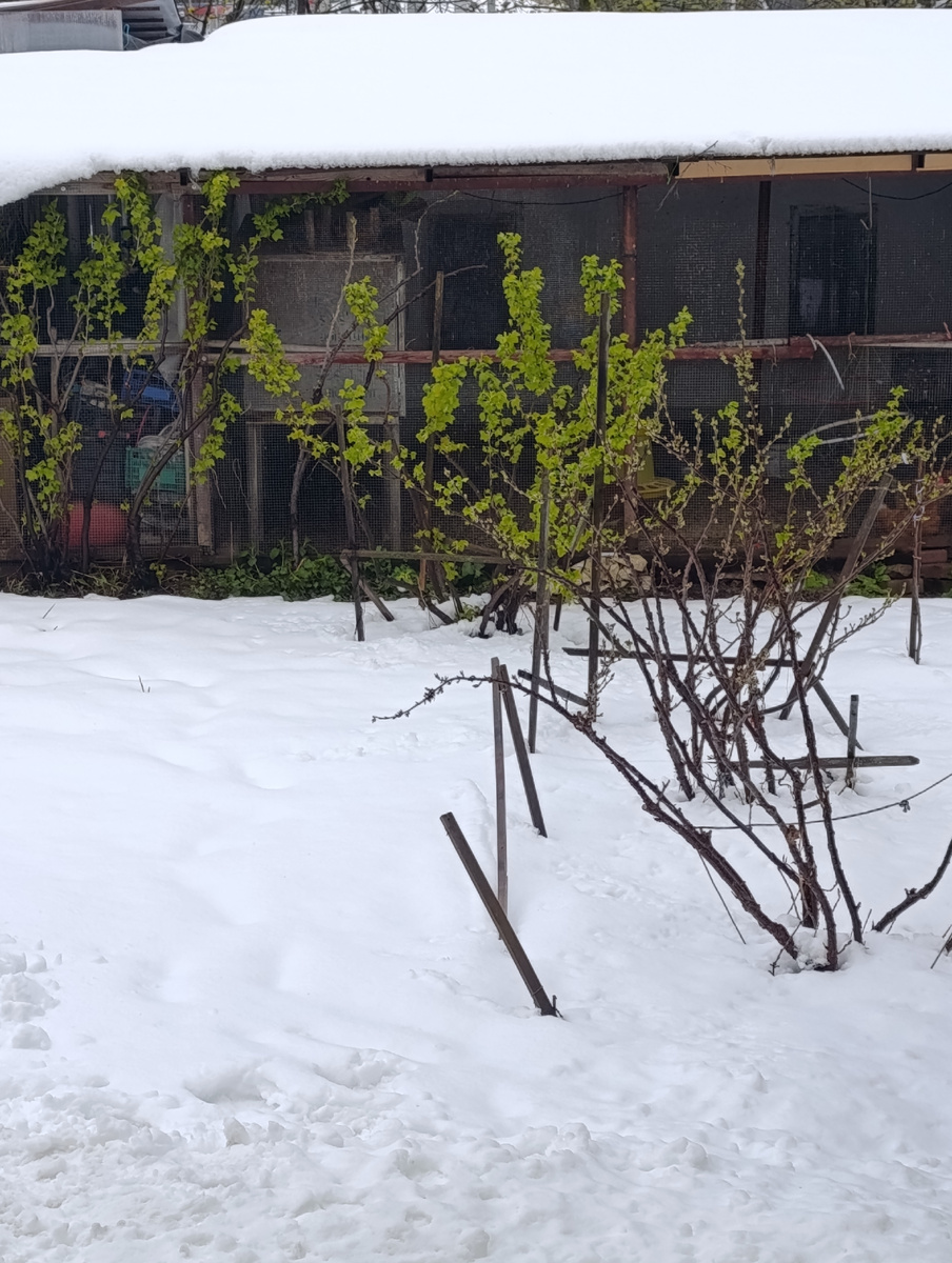 Черная смородина уже распустилась.