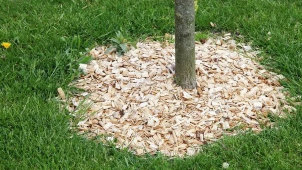 Слой щепы держит влагу лучше, чем любая плёнка, и при этом сам уходит в почву