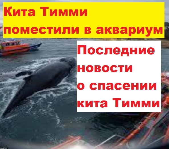 Кит Тимми помещен в аквариум. Сегодняшние новости операции по спасению кита Тимми в Балтийском море. Нимиакан Тхамартал