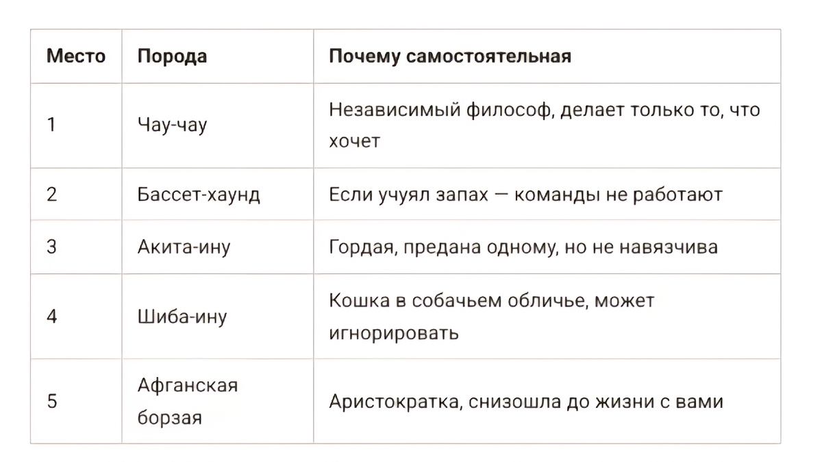Топ-5 самых независимых пород собак 🐶