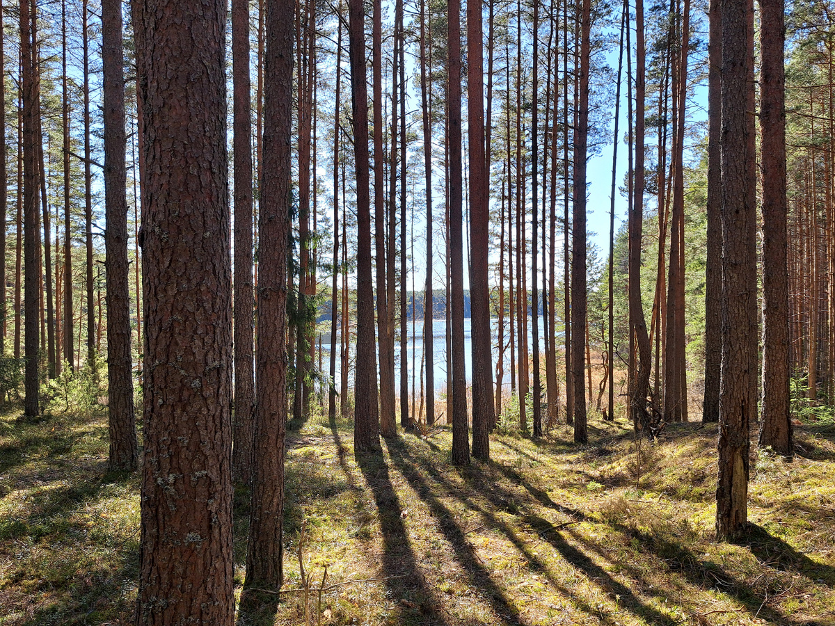 Прогулка по лесу около деревни Светлица на Селигере