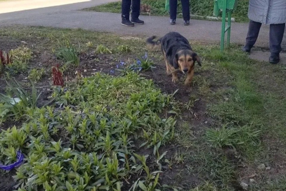   Собака осталась жива и невредима благодаря спасателям. Фото: https://max.ru/id4706031103_gos