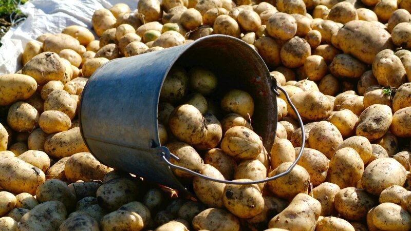     Картофель. Олег Богданов, altapress.ru