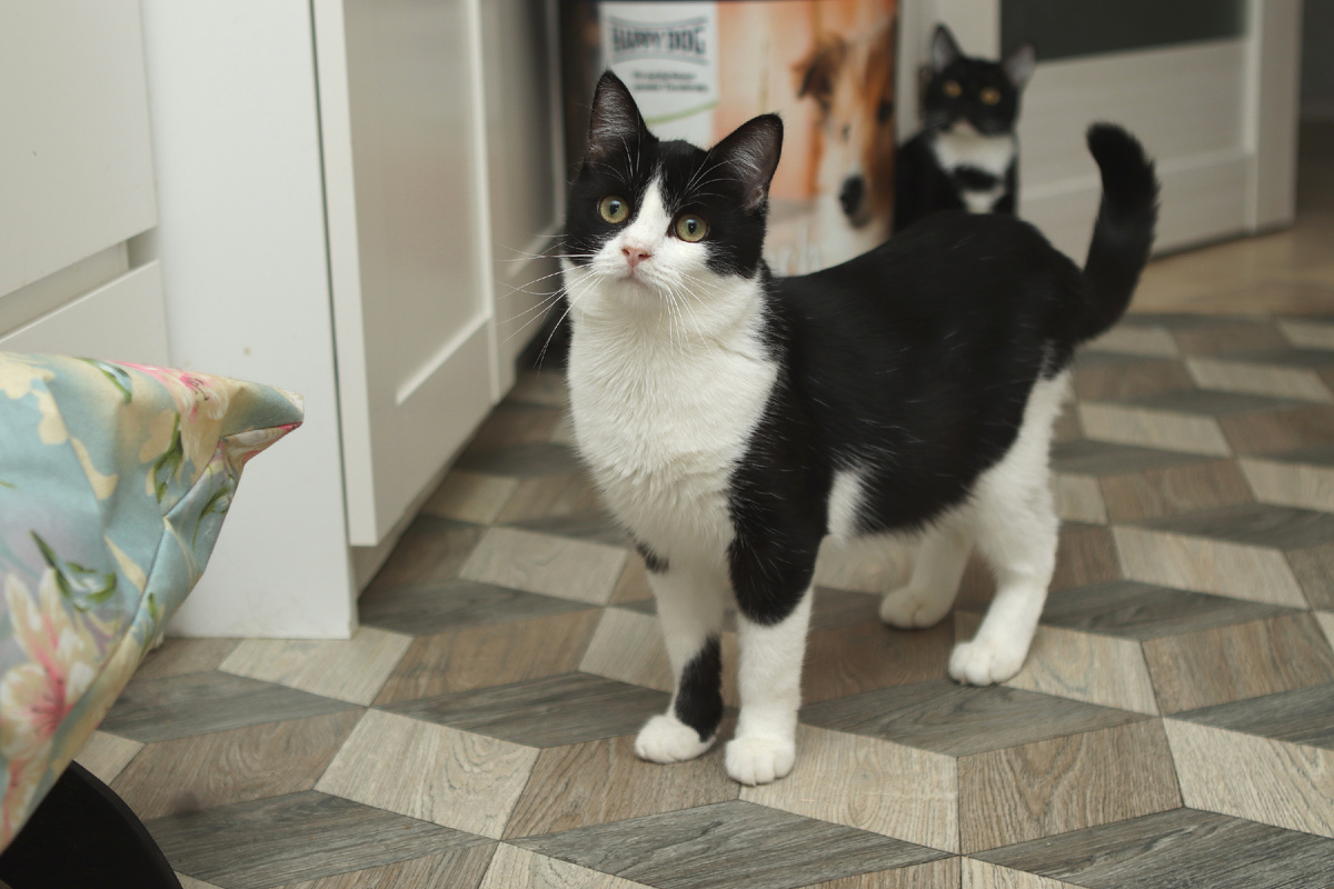 Теперь я хоть хирургов и не очень люблю, но зато дома:)