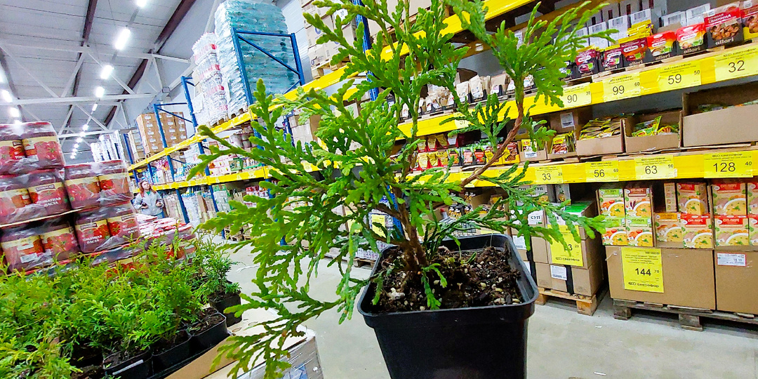 В Светофоре многое приглянулось. Туя, обувь на лето, скатерти, эмаль, футболки из хлопка по низким ценам. Выбираю индейку и пробую печенье.