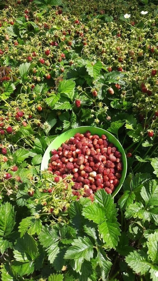 Красный ковёр Пенелопы 