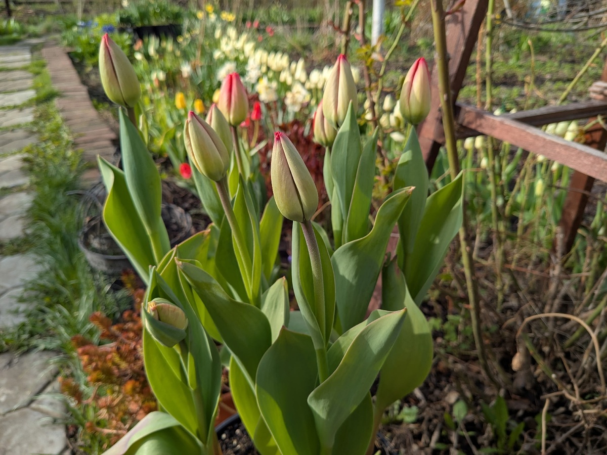 Мой апрельский сад