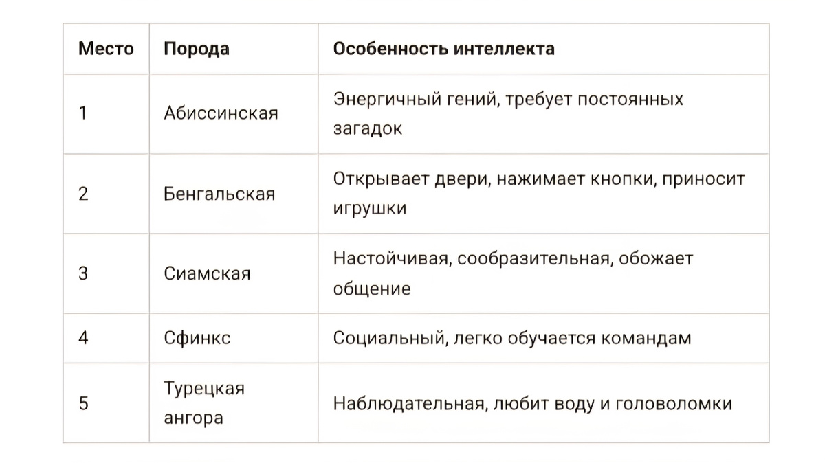 Самые умные породы кошек: топ-5, которые дадут фору собакам. Абиссинская, бенгальская, сиамская, сфинкс, турецкая ангора. Кто открывает двери и нажимает кнопки? Читайте в блоге «Жизнь с лапками» 🐱🧠