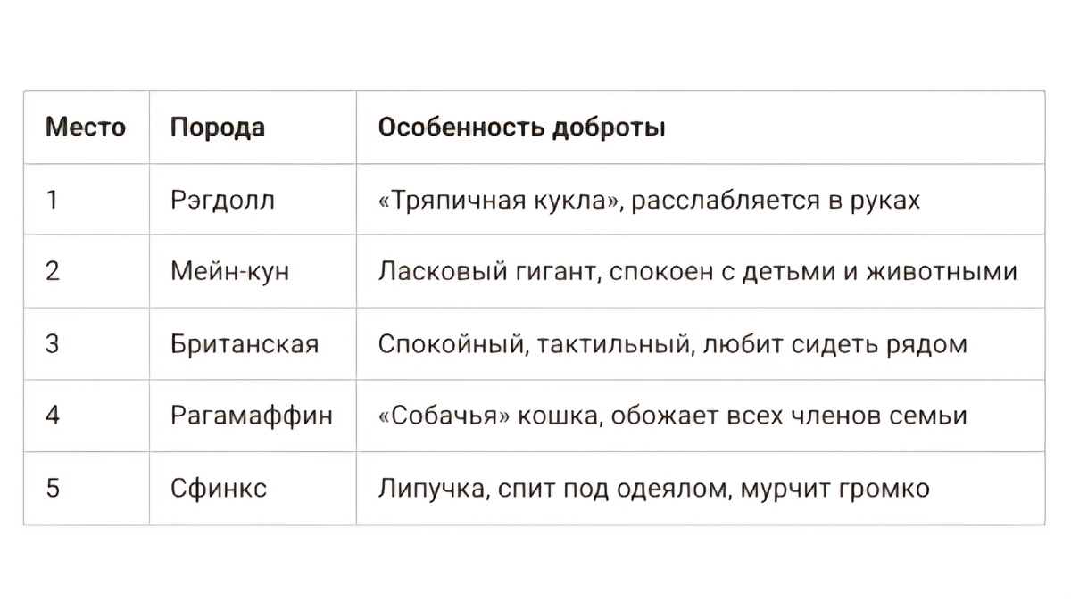 Самые добрые и ласковые породы кошек: топ-5 для тех, кто хочет любить и быть любимым. Рэгдолл, мейн-кун, британская, рагамаффин, сфинкс. Читайте в блоге «Жизнь с лапками» 🐱❤️