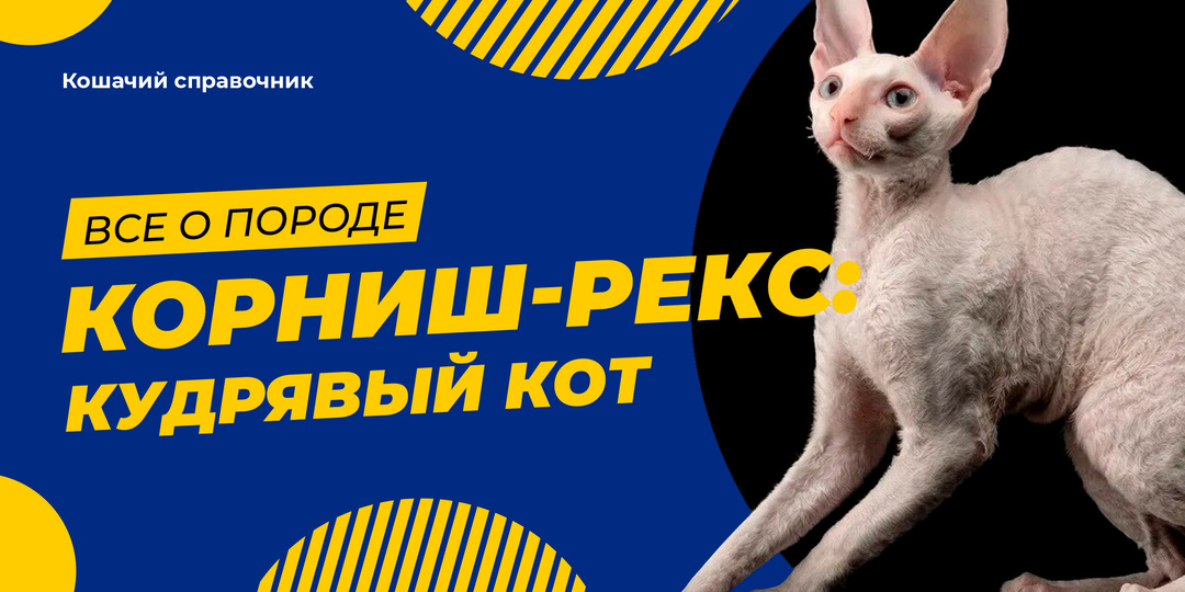 Корниш-рекс: кудрявый кот с шерстью как у барашка и характером обезьяны