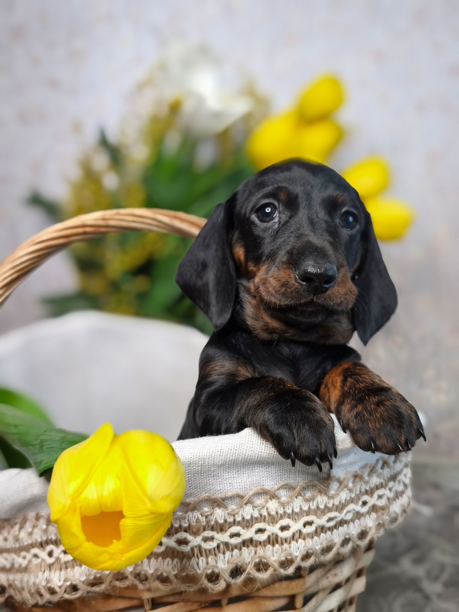 Белла - Dachshund Land Himavati Hashya Необыкновенная малышка в тигрульками на подпалах.
