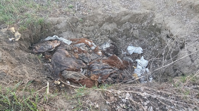 Под Новоалтайском обнаружили разлагающиеся останки коров и ртутные лампы