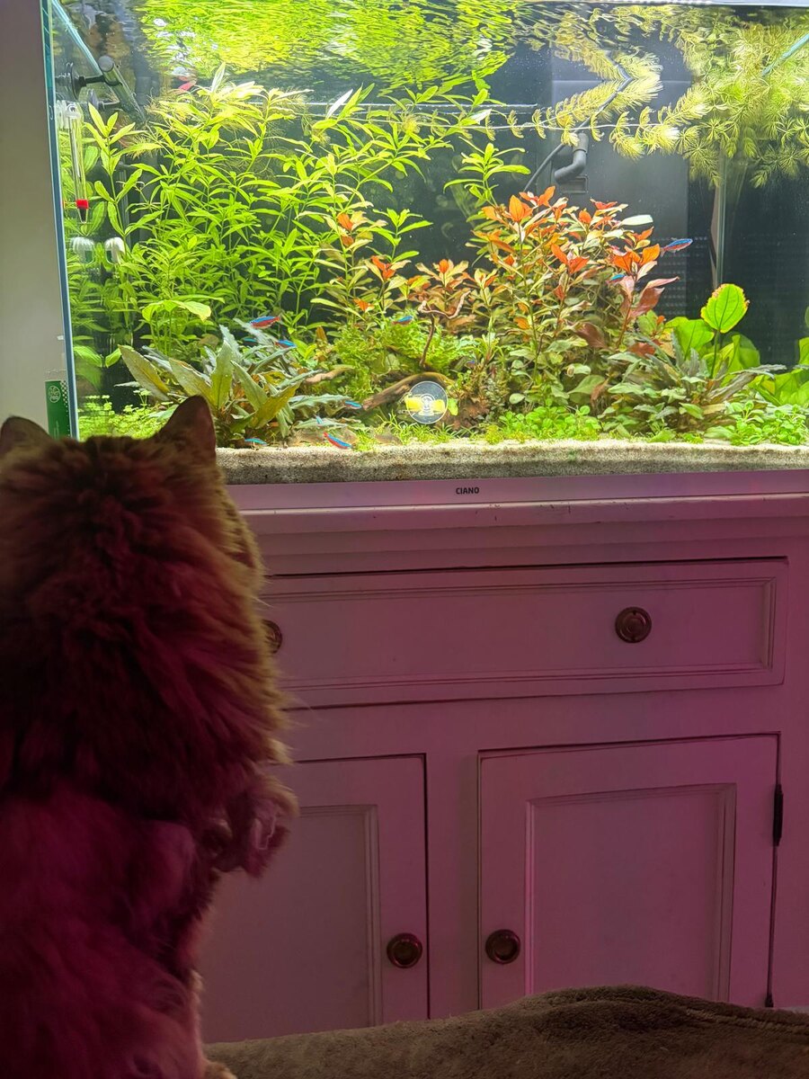 А у кота свои планы на аквариум...