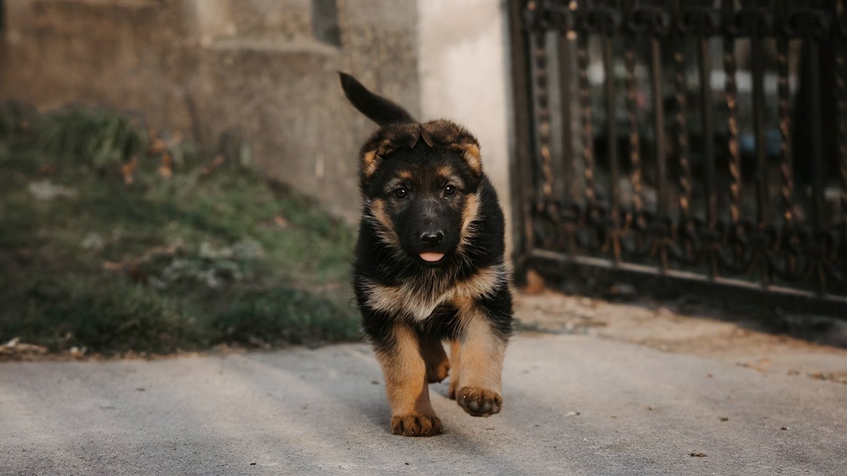    Подготовка дома к новому питомцу требует такого же внимания, как и подготовка к ребенку