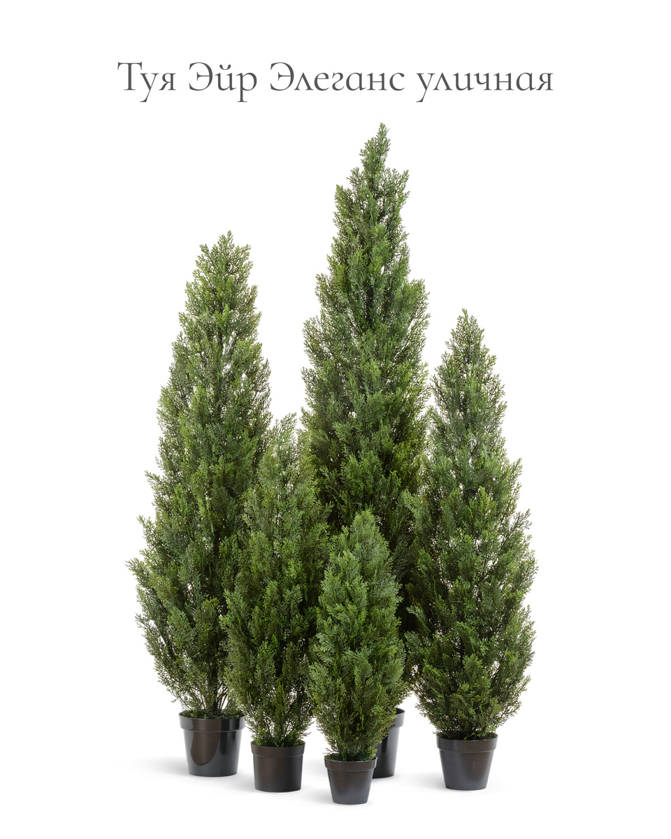 Кашпо и растения TREEZ Collection