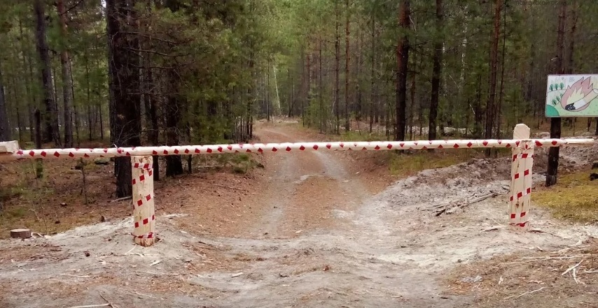 Фото: департамент лесного комплекса Тюменской области