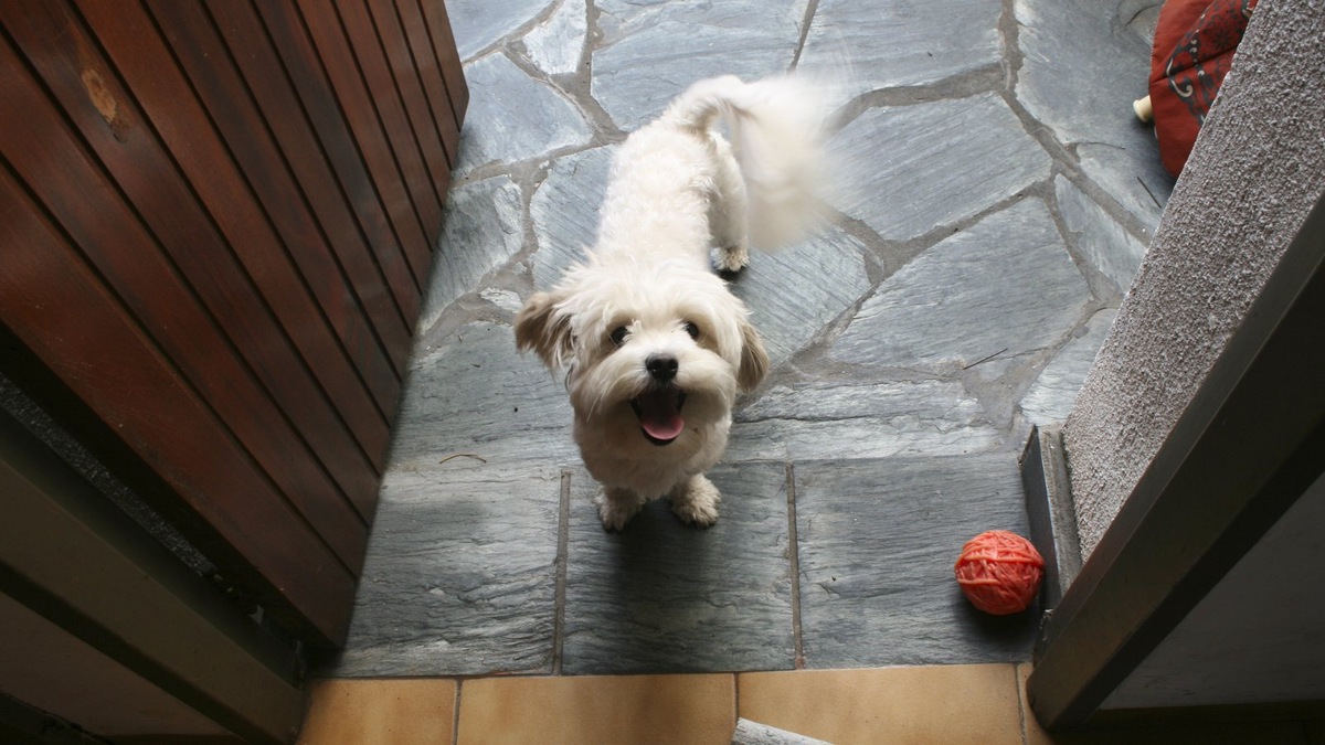    Собаки слышат то, что не можем услышать люди