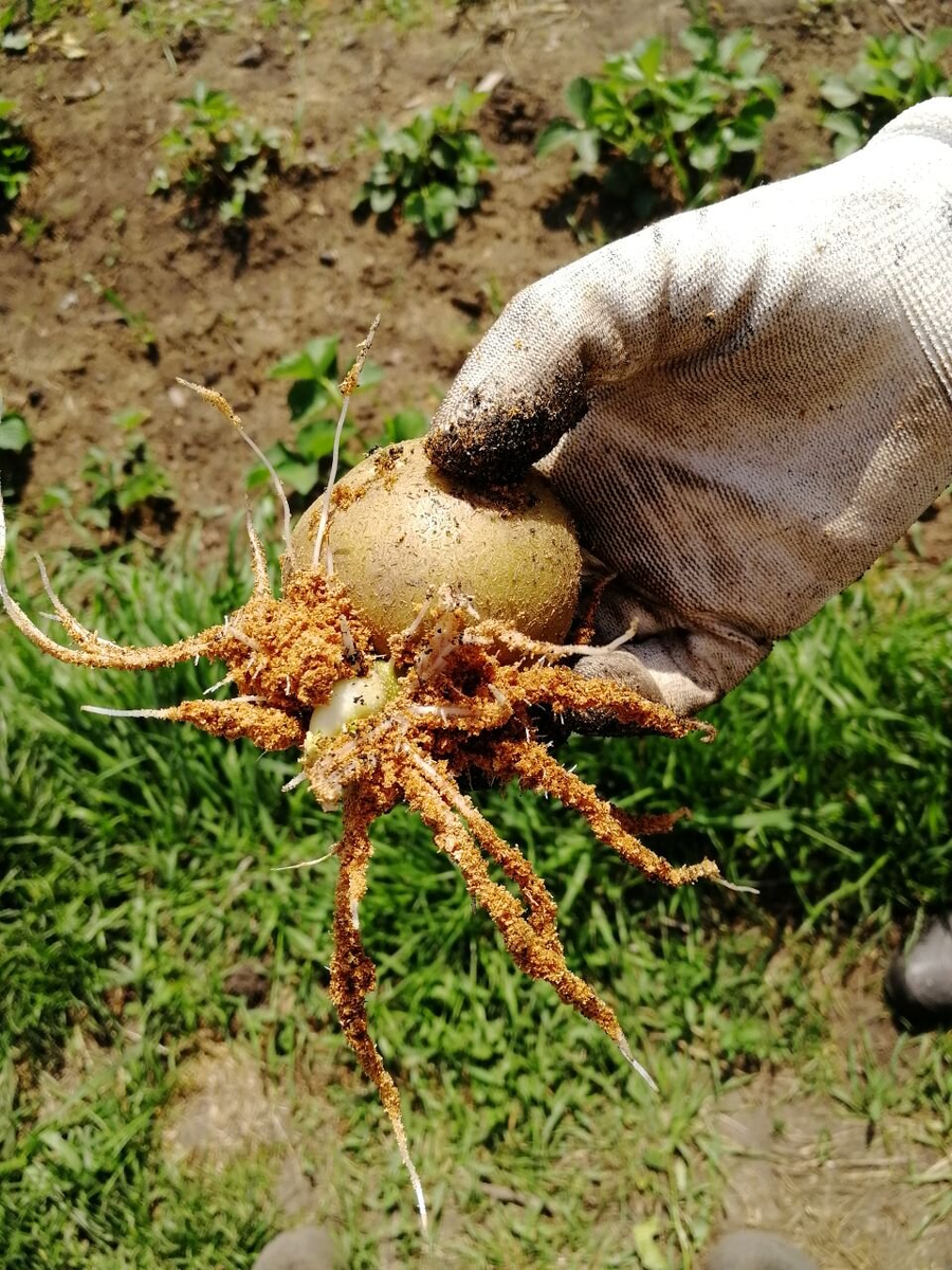 Картошку проращиваю на свету, а за неделю до посадки - во влажных опилках, фото автора