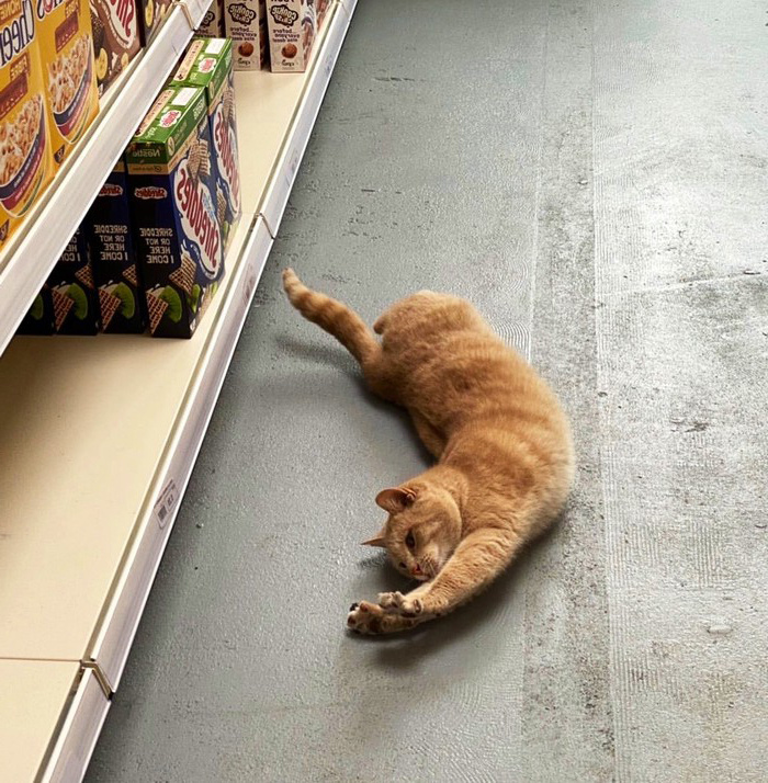 Скандал из-за рыжего кота в Tesco Express
