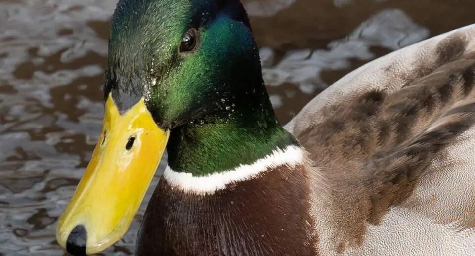    REGIONS/Анастасия Кульшенко