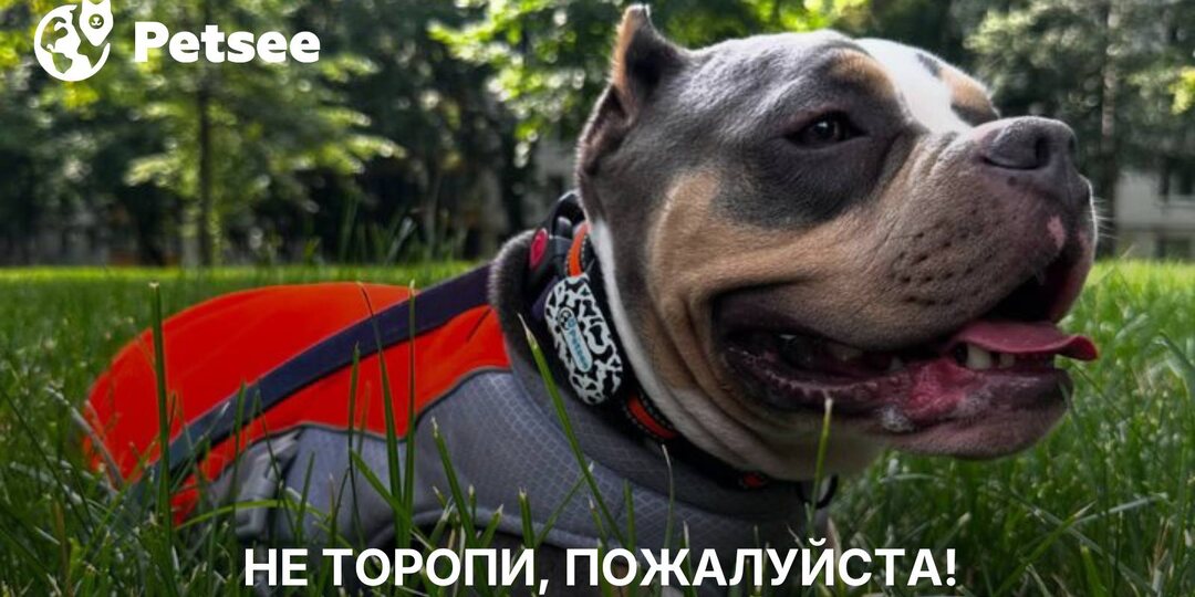 Почему собака может 10 минут выбирать место для туалета (и это нормально)