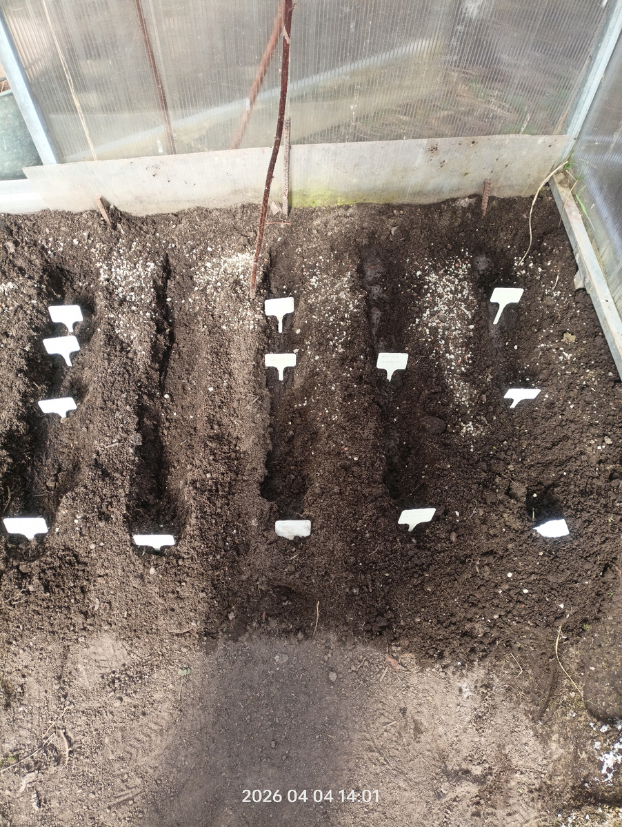 это фото делала , когда только посеяла