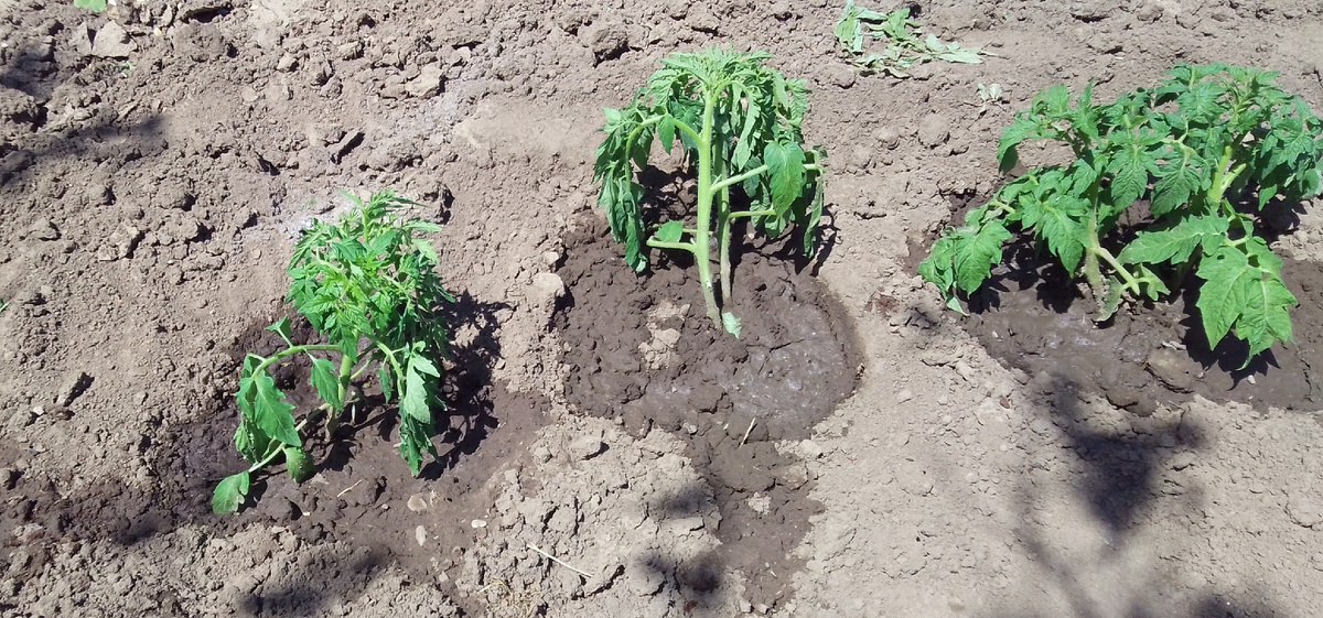 В открытый грунт!🍅
