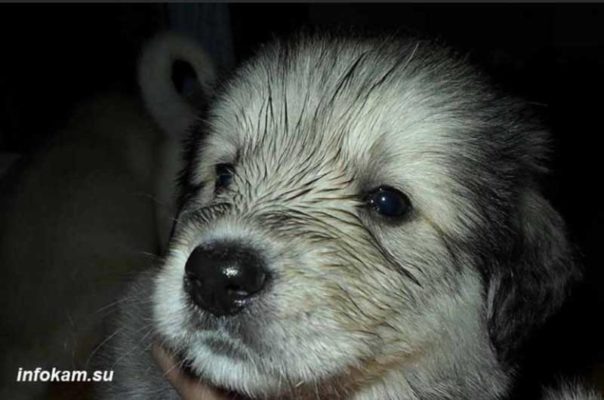 В России вновь попробуют принять закон о маркировке кошек и собак