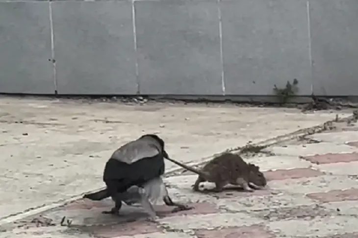 Жесть Волжский