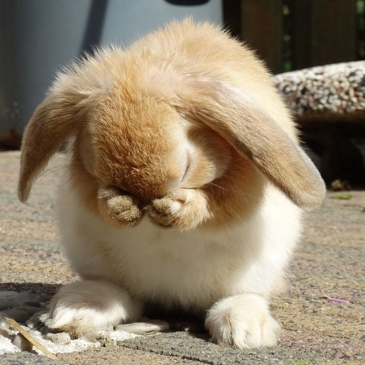 Poor bunny :) 