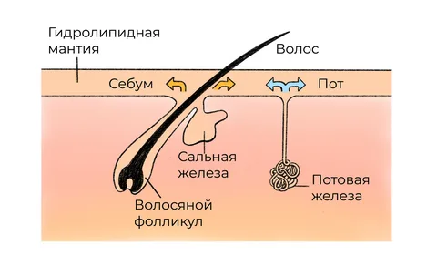 *из открытых интернет-источников