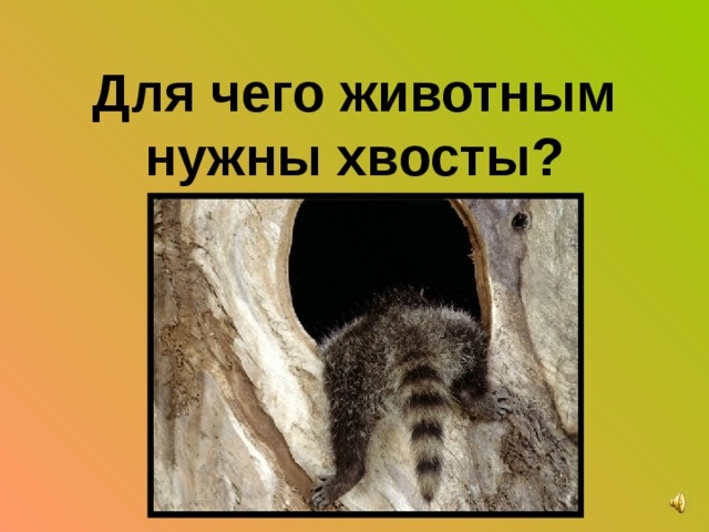 Зачем животным хвост?